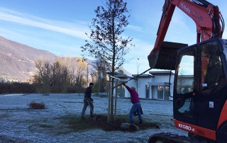 Alberi alto fusto